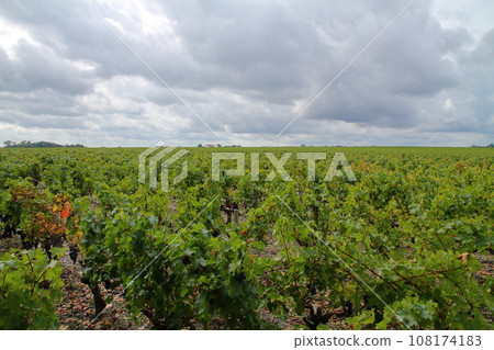 Vineyards in the Médoc area, a famous wine producing region north of Bordeaux, France 108174183