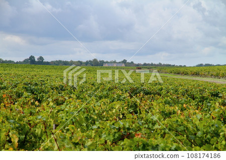 法國波爾多北部著名葡萄酒產區梅多克地區的葡萄園 108174186