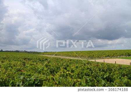 法國波爾多北部著名葡萄酒產區梅多克地區的葡萄園 108174188