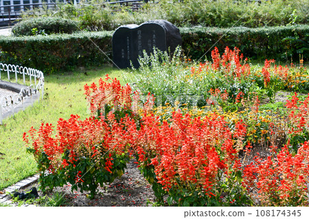 丹參 丹參 108174345