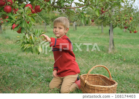 Young Child in the Apple Orchard before Harvesting. Small Toddler Boy Eating a Big Red Apple in the Fruit Garden at Fall Harvest. Basket of Apples on a Foreground. Autumn Cloudy Day, Soft Shadow. 108174403