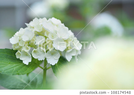 白色繡球花 白色繡球花 108174548