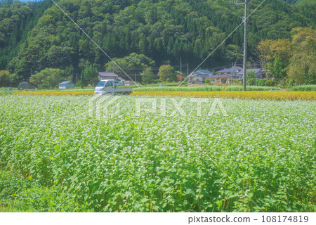 Buckwheat flowers [Nagano Prefecture] 108174819