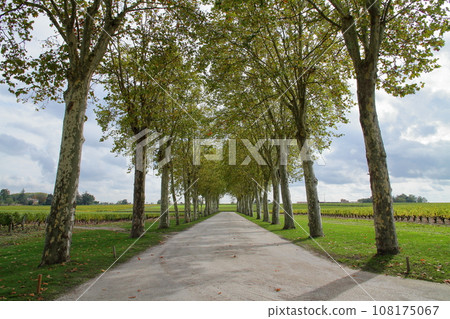 Row of trees in front of Chateau Margaux, one of the five major chateaus in the Médoc area, a famous wine-producing area on the north side of Bordeaux, France Row of trees in front of Chateau Margaux, one of the five major chateaus in the Médoc area, a famous wine-producing area on the north side of Bordeaux, France 108175067