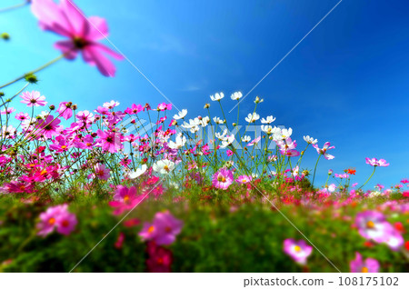 秋天藍天上閃耀的波斯菊 108175102