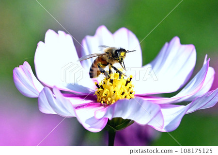 Bee honey sucking cosmos honey 108175125