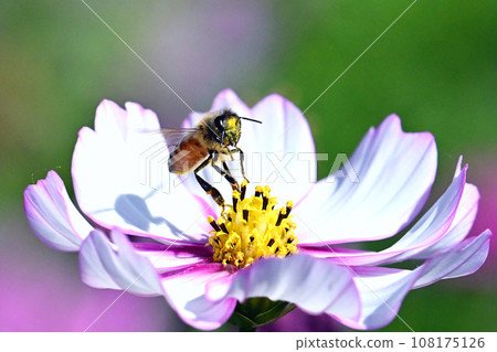 Bee honey sucking cosmos honey 108175126