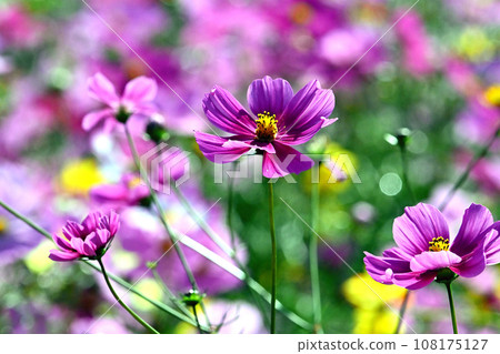 Cosmos flowers blooming on a sunny autumn day 108175127