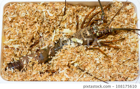 Fresh lobsters delivered buried in sawdust 108175610