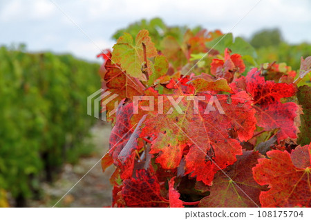 法國波爾多北部著名葡萄酒產區梅多克地區的葡萄園 秋葉 法國波爾多北部著名葡萄酒產區梅多克地區的葡萄園 秋葉 108175704
