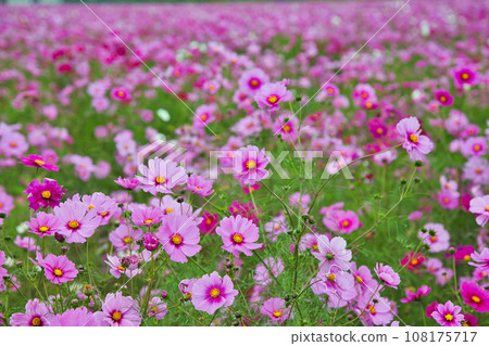 Colorful cosmos blooming in the cosmos field Colorful cosmos blooming in the cosmos field 108175717
