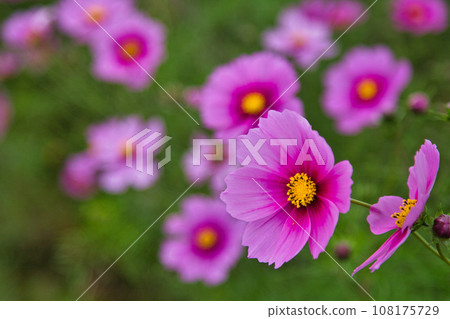 Colorful cosmos blooming in the cosmos field Colorful cosmos blooming in the cosmos field 108175729