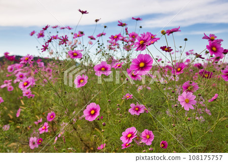 Colorful cosmos blooming in the cosmos field 108175757