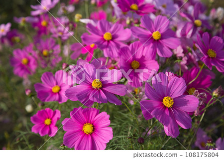 Colorful cosmos blooming in the cosmos field 108175804