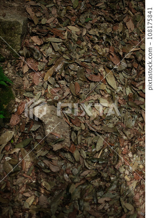 Fallen leaves photographed from above 108175841