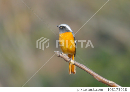 雄性達烏爾紅尾鴝棲息在樹枝上 108175918