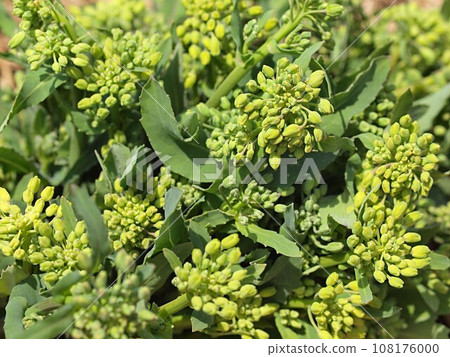 Harvested Norabuna buds 108176000