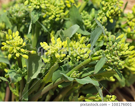 Harvested Norabuna buds 108176001