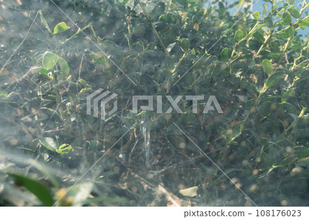 Spider webs on the hedge 108176023