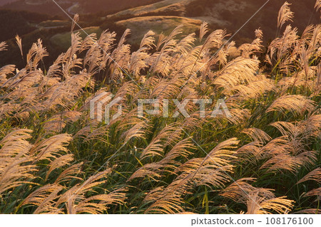 Susuki illuminated by the sunset 108176100