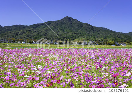Cosmos in full bloom at Mt. Iimori and Yayoi-no-Kaze Park, which have been loved by locals for a long time (Nishi Ward, Fukuoka City) 108176101