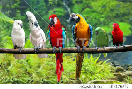 Group of birds on tree branch Group of birds on tree branch 108176262
