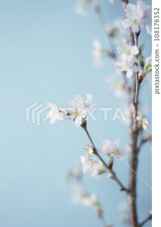 Spring cherry blossoms and blue sky 108176352