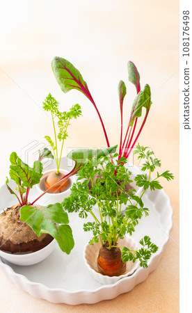 Re-growing carrot and beet tops 108176498