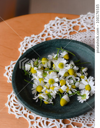 Harvested chamomile flowers, fresh chamomile petals on the table 108176585