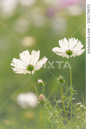 秋天的花“秋天的櫻花” 秋天的花“秋天的櫻花” 108176653