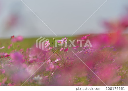 Autumn flower "Autumn cherry blossoms" 108176661