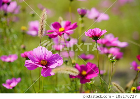 Cute cosmos of Kyoninkyo 108176727