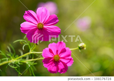 cosmos one branch 108176728