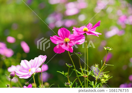 美麗的波斯菊/微距鏡頭 108176735