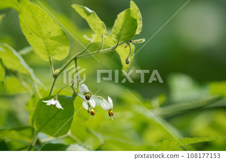 Flower of brown eyedry Flower of brown eyedry 108177153