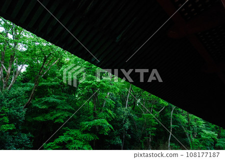 Contrast between the shrine roof and greenery Contrast between the shrine roof and greenery 108177187