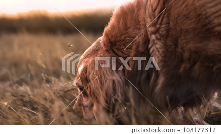 Small cocker spaniel dog walks with owner in rural field at back sunset healthy fluffy purebred dog with owner in dusk country park spaniel dog walks with owner along field grass at twilight closeup 108177312