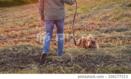 Man walks cute cocker spaniel dog on leash along field with dry mown hay at sunset light owner rests walking small ginger spaniel dog in rural park owner with friendly dog in park on holiday closeup 108177313