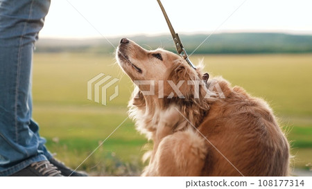 Ginger cocker spaniel dog scratches neck and cleans tummy sitting by owner feet in green park man walks purebred dog in country park funny spaniel dog with owner in rural summer park closeup Ginger cocker spaniel dog scratches neck and cleans tummy sitting by owner feet in green park man walks purebred dog in country park funny spaniel dog with owner in rural summer park closeup 108177314