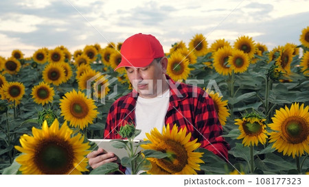 Farmer smiles studying agricultural data on tablet standing among sunflowers in rural field. Farmer cultivates sunflowers with tablet in field. Farmer holds tablet standing in sunflower plants 108177323