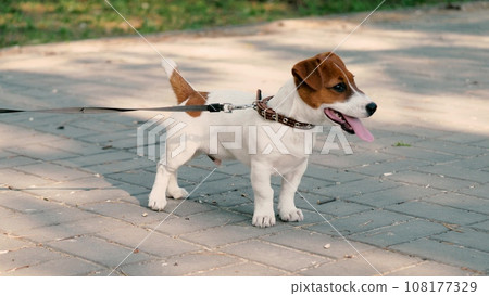 Jack Russell Terrier exhibits interest in surroundings exploring environment. Jack Russell Terrier displays strong curious about surroundings observing park. Jack Russell Terrier explores nature 108177329