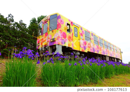Flower Nagai Line Yamagata Railway Ayame 108177613
