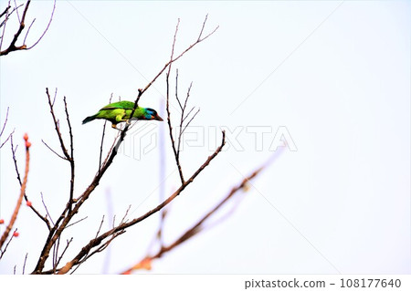 Five-color bird 108177640