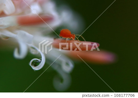 Martovrum beetle 108177706