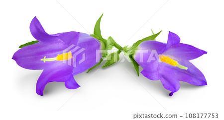 Campanula flower isolated on white background 108177753