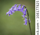 A single Bluebell, against a muted green background. 108177825