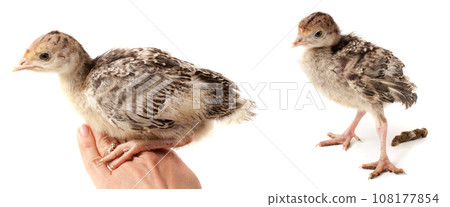 Chicken turkey sitting on a handisolated on a white background Chicken turkey sitting on a handisolated on a white background 108177854
