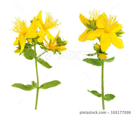 saint john's wort or Hypericum flowers isolated on white background 108177886