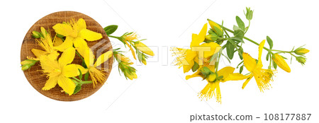 saint john's wort or Hypericum flowers in wooden bowl isolated on white background. Top view. Flat lay saint john's wort or Hypericum flowers in wooden bowl isolated on white background. Top view. Flat lay 108177887