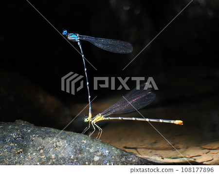 Ryukyu Ryorimon Dragonfly Ryukyu Ryorimon Dragonfly 108177896